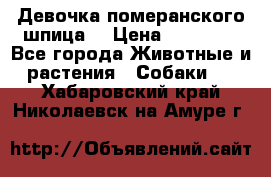 Девочка померанского шпица. › Цена ­ 40 000 - Все города Животные и растения » Собаки   . Хабаровский край,Николаевск-на-Амуре г.